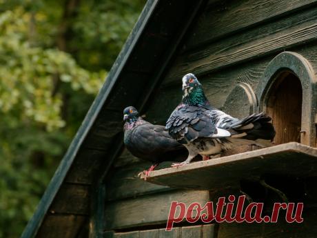 Особенности содержания голубей в домашнем хозяйстве. Обустройство голубятни, кормление. Фото — Ботаничка.ru