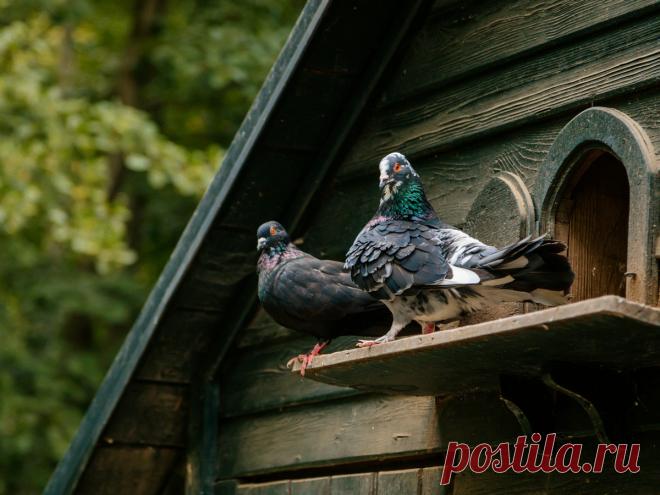 Особенности содержания голубей в домашнем хозяйстве. Обустройство голубятни, кормление. Фото — Ботаничка.ru