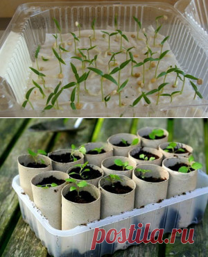Простой и нетрудоемкий способ вырастить рассаду