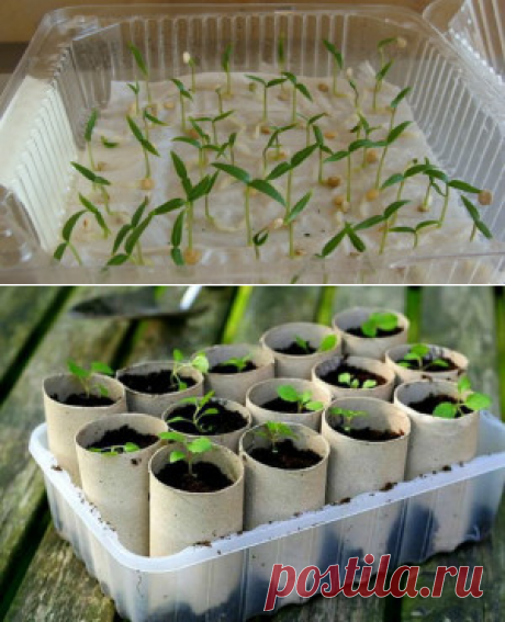 Простой и нетрудоемкий способ вырастить рассаду