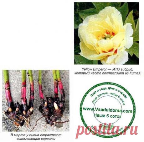 Весенняя посадка пиона – МАСТЕР класс | Сайт о саде, даче и комнатных растениях. ОСОБЕННОСТИ ПОСАДКИ ПИОНА ВЕСНОЙ Когда расцветают пионы, все остальные обитатели цветника, даже царственные розы, будто отходят на второй план. Мощные кусты с ажурной листвой сначала…