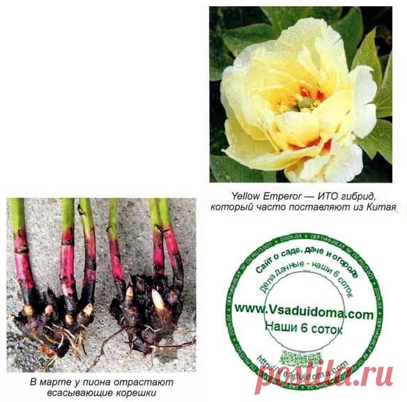 Весенняя посадка пиона – МАСТЕР класс | Сайт о саде, даче и комнатных растениях. ОСОБЕННОСТИ ПОСАДКИ ПИОНА ВЕСНОЙ Когда расцветают пионы, все остальные обитатели цветника, даже царственные розы, будто отходят на второй план. Мощные кусты с ажурной листвой сначала…