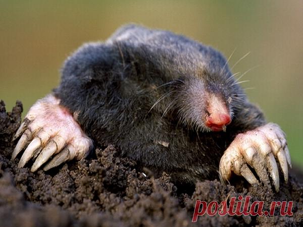 Кроты &#8212; друзья или враги? &#8212; Чудеса