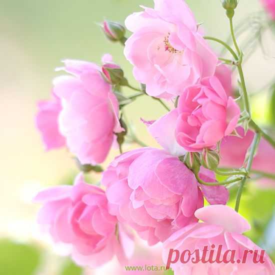 Открытки @ LoTta - Лучшие открытки, Цветы - Розы