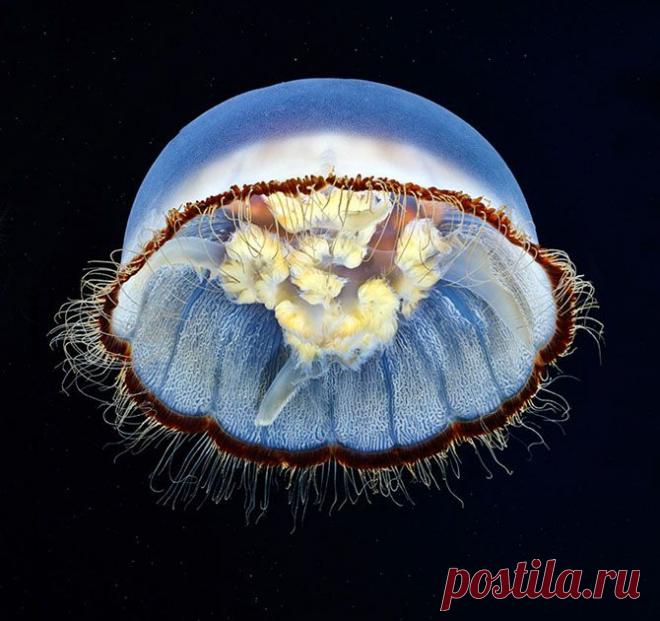 Глубоководные медузы от подводного фотографа Александра Семенова - Фотоискусство