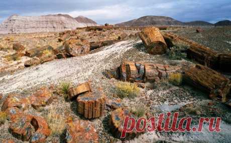 Окаменевший лес Аризоны - Путешествуем вместе