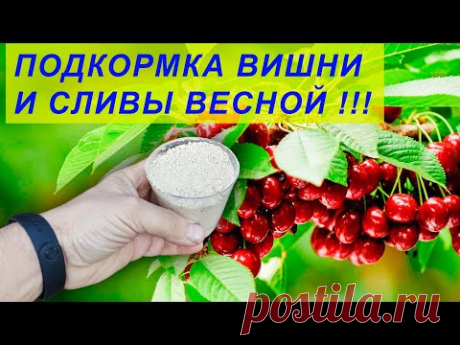 Подкормите так весной вишню, черешню, сливу, алычу - не будут болеть и соберете богатый урожай!