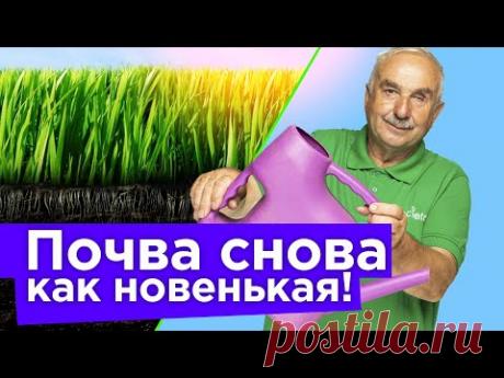 ПРОЛЕЙТЕ ПОЧВУ ПОСЛЕ ТОМАТОВ, ОГУРЦОВ, КАРТОШКИ ЭТИМ, и она станет снова здоровой и плодородной!