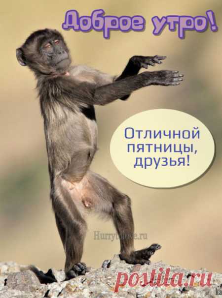 Картинки доброе утро пятница: красивые и прикольные открытки с надписями
