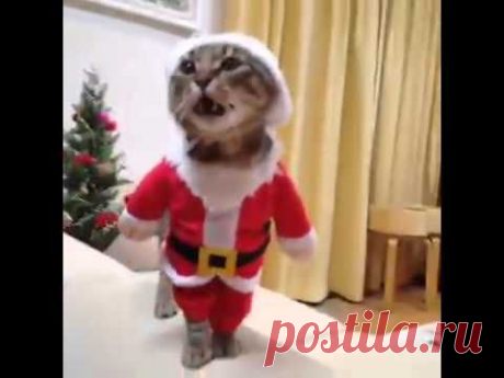 Santa Cat - YouTube