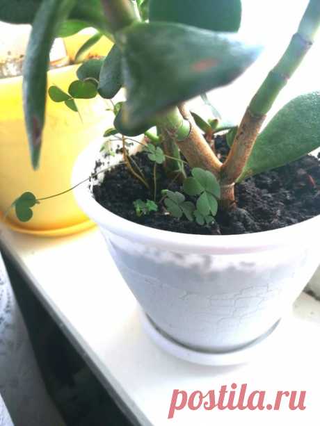 Вопрос ♥ Ответ Добрый день! Подскажите, пожалуйста, что это у меня вылезло в одном горшке с денежным деревом? Похоже на баттерфляй, на ночь они закрываются. А кое-где, как будто бутоны проклюнулись. Денежное пересадила месяцев восемь назад, а это вылезло только сейчас))