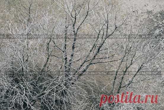 Bare trees, view from above, nature pattern background Стоковое фото, фотограф Ilaronsia / Фотобанк Лори
