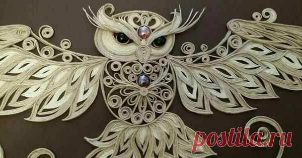 owl