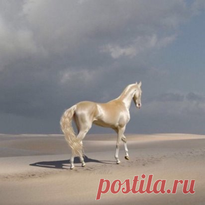 Ахалтекинец! Надо же, какая красота бывает....