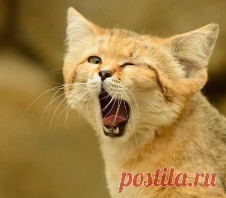 Барханный кот