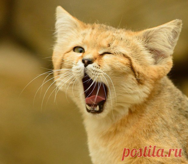 Барханный кот