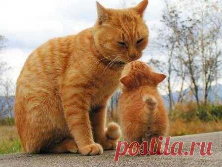 Мой Мир@Mail.Ru