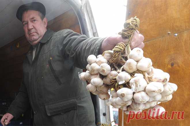 Лучшие способы хранения озимого чеснока