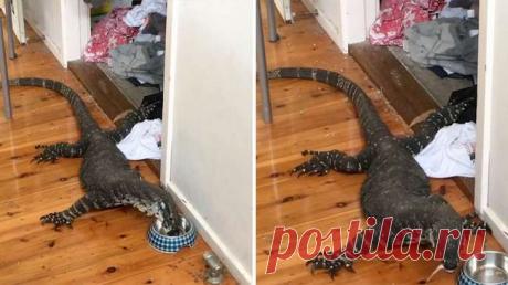 Здоровенный варан пробрался в дом за кошачьим кормом в Австралии . Тут забавно !!!