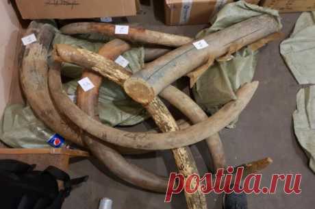 В Белоруссию пытались вывезти 60 мешков с бивнями мамонтов Под Смоленском пресекли незаконный вывоз бивней мамонта за границу Полицейские остановили грузовик, который перевозил 60 мешков с бивнями мамонта и их