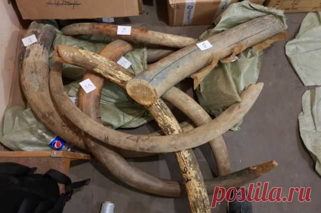 В Белоруссию пытались вывезти 60 мешков с бивнями мамонтов Под Смоленском пресекли незаконный вывоз бивней мамонта за границу  Полицейские остановили грузовик, который перевозил 60 мешков с бивнями мамонта и их