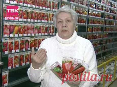 Советы тети Тани. Крупноплодные высокорослые перцы.