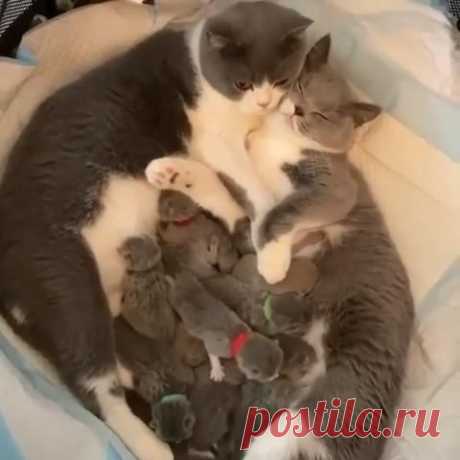 #cats #kittens #cutecats #cutekittens #cuteanimals #kittenvideos #catvideos #animalvideos
