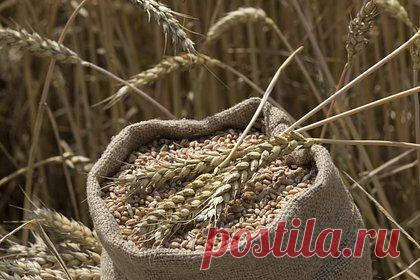 Власти нашли способ оживить российский экспорт пшеницы