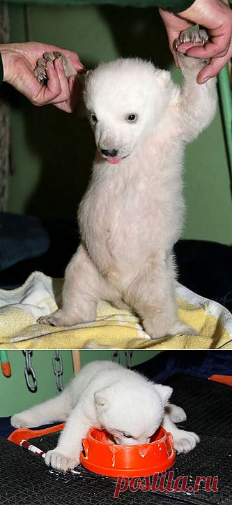 Медвеженок Кнут