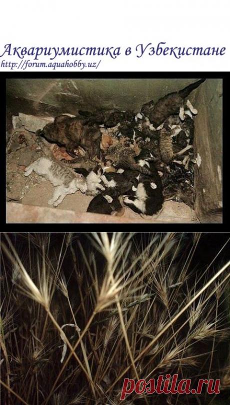Я ответственный владелец! - Все обо всем - Аквариумистика в Узбекистане