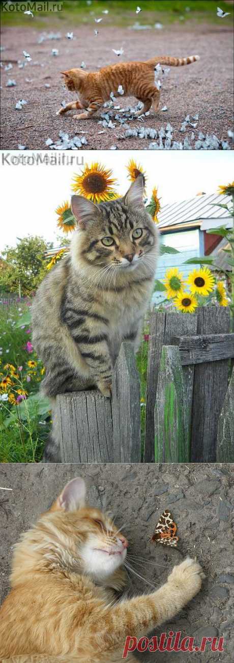 Лето в деревне: кошачий фотоотчёт