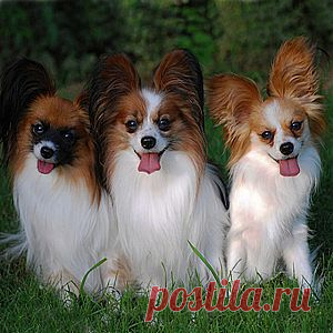 Фото собаки породы папильон.