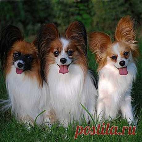 Фото собаки породы папильон.