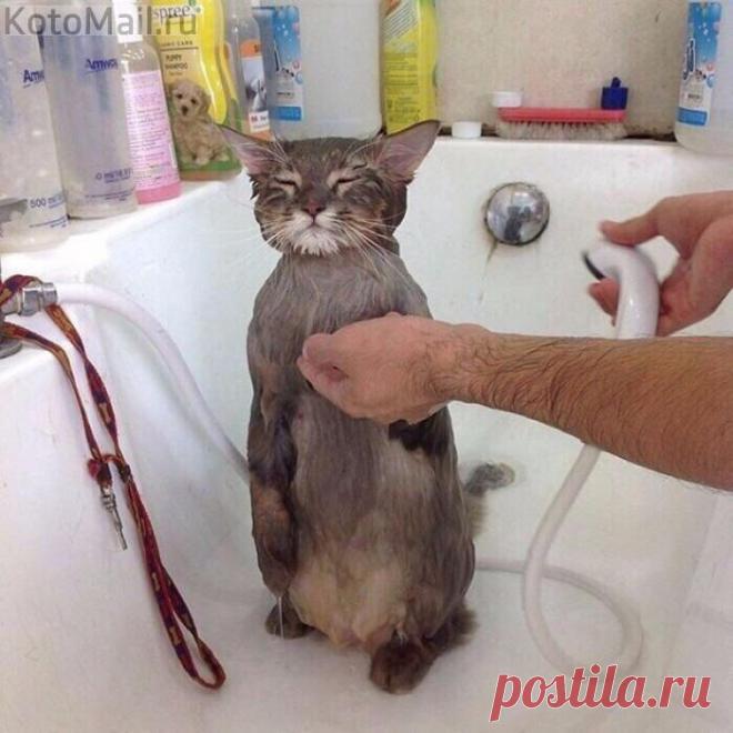 Послушный котик