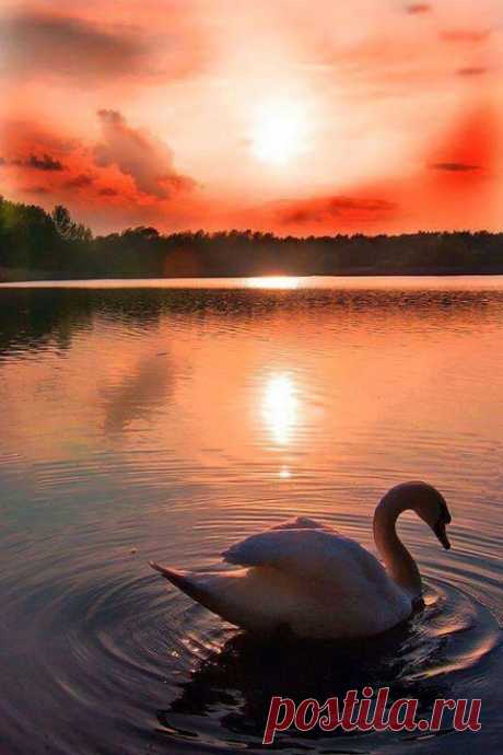 Swan sunset  |  Pinterest • Всемирный каталог идей