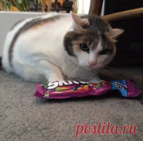 25 животных, которые ни за что не отдадут свое