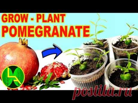 How to grow pomegranate plants at home with locally brought fruit.