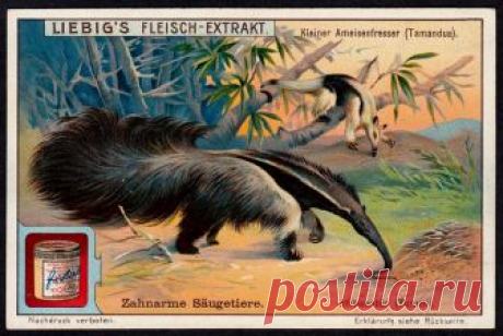 Liebig Tradecard S1095 - Anteaters Liebig's extract of meat  "Toothless Mammals" German issue, 1914