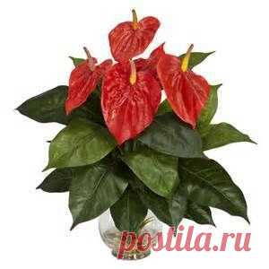 Уход за антуриумом в домашних условиях: полное руоводство.