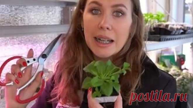 Если хотите густой и красивый куст ПЕТУНИИ, то сделайте ТАК!