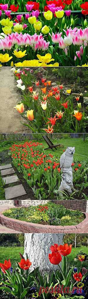 Как вырастить тюльпаны | Дача - впрок