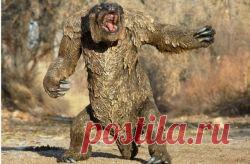 Факты о невероятном - Мапингуари - зловонный ужас амазонских лесов