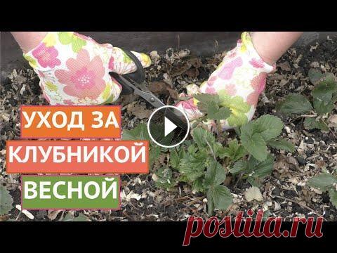 ВСЕ ОБ УХОДЕ ЗА КЛУБНИКОЙ ВЕСНОЙ 2021! Я рада всех приветствовать на канале Садовый Гид! О смородине мы с Вами уже поговорили, пришел черед клубники. В этом ролике я собрала для Вас все све...