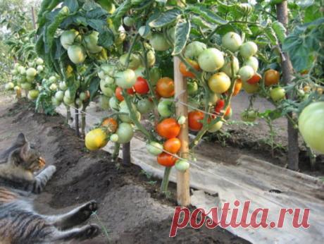 УПРОЩЕННЫЙ АНАЛОГ ШИРОКО ИЗВЕСТНОГО  БАЙКАЛА -ЭМ-1