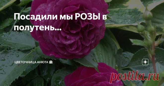 Посадили мы РОЗЫ в полутень... Тема противоречивая. Сегодня, спустя год, я меняю своё мнение.