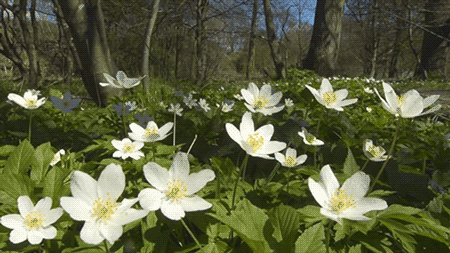 im06r1bv337.gif (450×253)