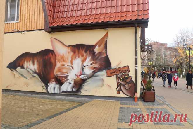 Побывала в «мировой столице кошек» - Зеленоградске: невозможно быть таким милым, а он - есть | Соло-путешествия | Яндекс Дзен