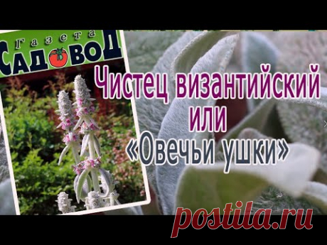 ЧИСТЕЦ ВИЗАНТИЙСКИЙ ИЛИ ОВЕЧЬИ УШКИ