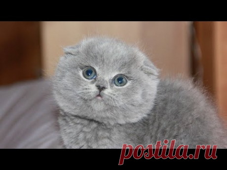 Семья купила через интернет котёнка за 500 рублей и привезла домой. Котик оказался с подвохом