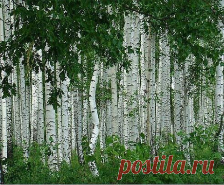 Одноклассники